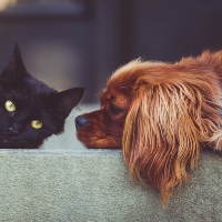 ペットとして人気がある犬と猫のランキング